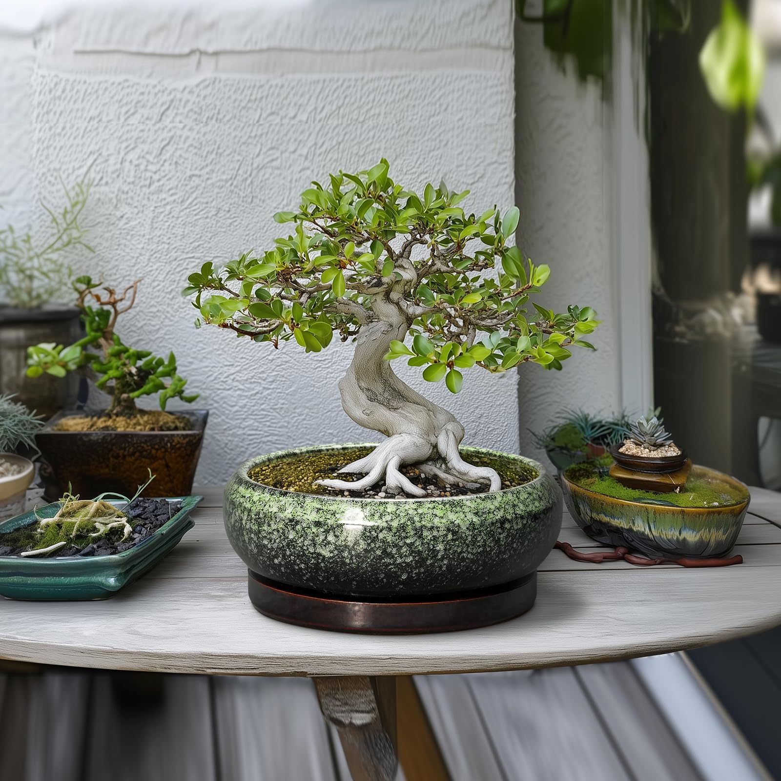 Top view of EPFamily bonsai pot showcasing inner diameter