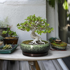 Top view of EPFamily bonsai pot showcasing inner diameter