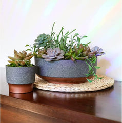 Top view of The HC Companies Capri Bowl with small succulent plants