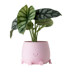 TOPOLA Happy Face Planter with bendable legs on a windowsill