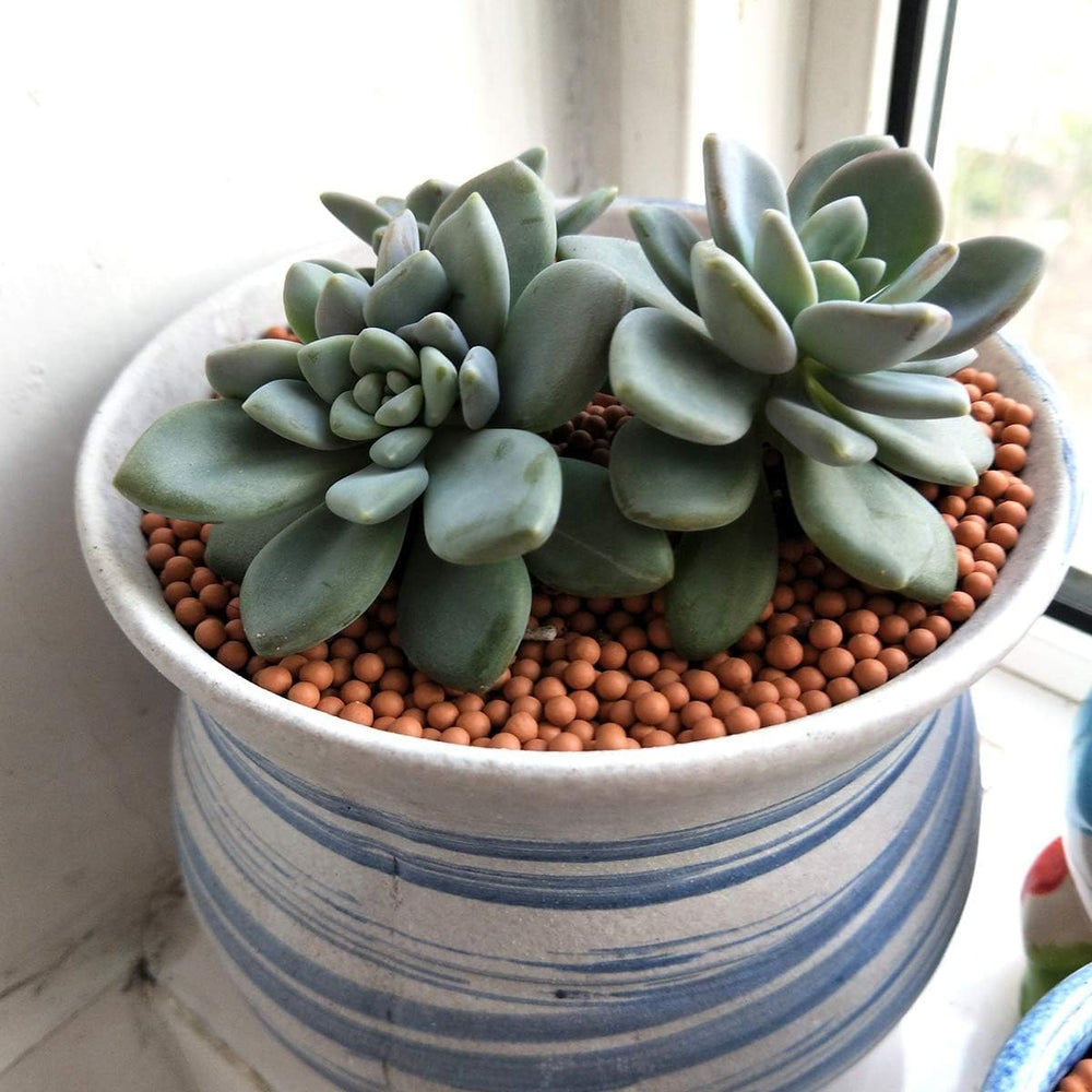 TOYPOPOR Clay Pebbles displayed in a decorative arrangement