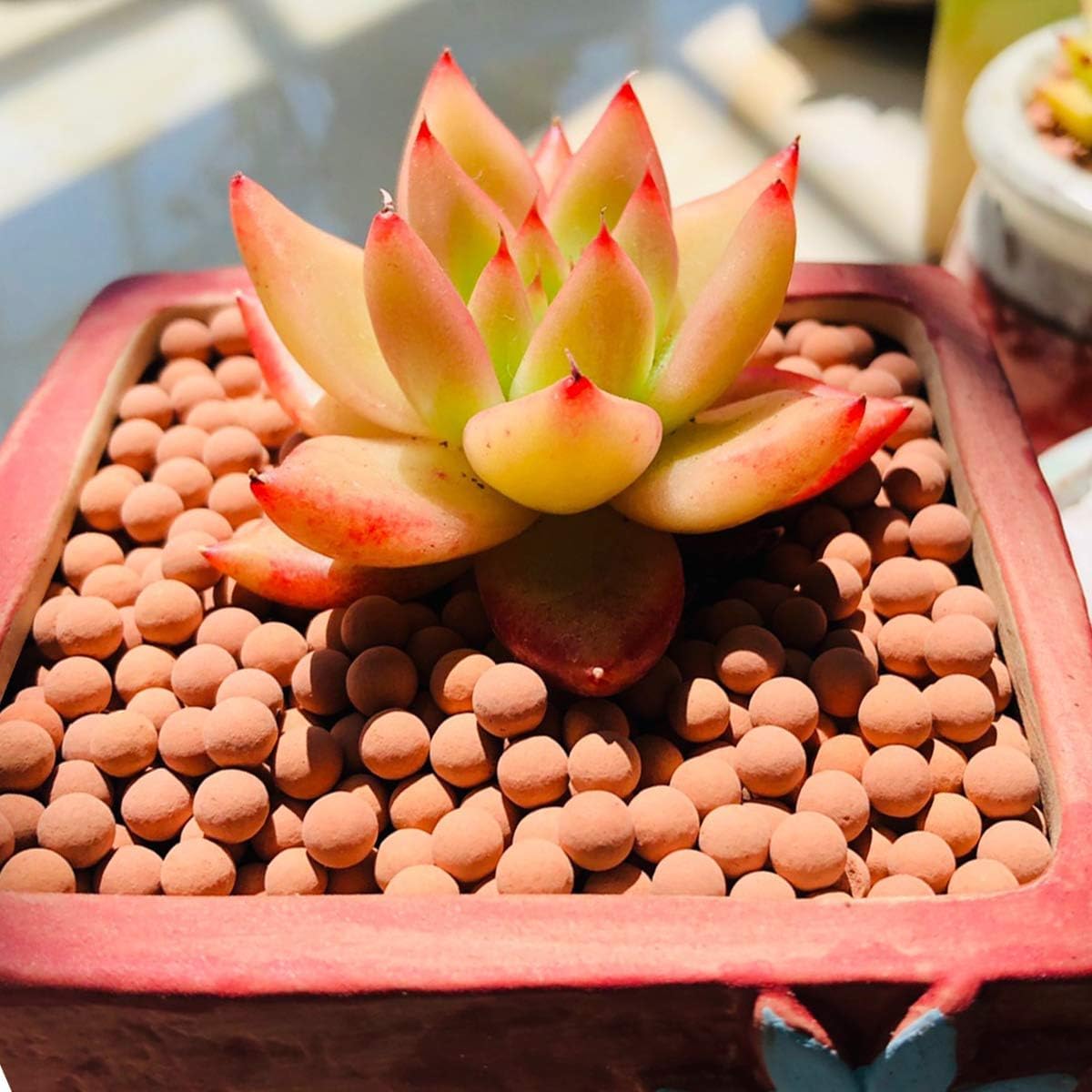 TOYPOPOR Clay Pebbles in a pot with succulent plants