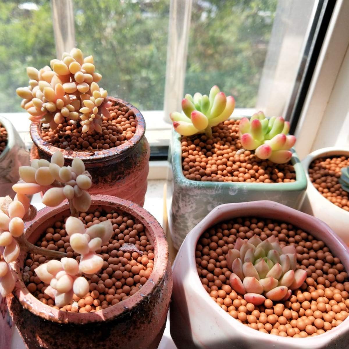 TOYPOPOR Clay Pebbles with orchid plant