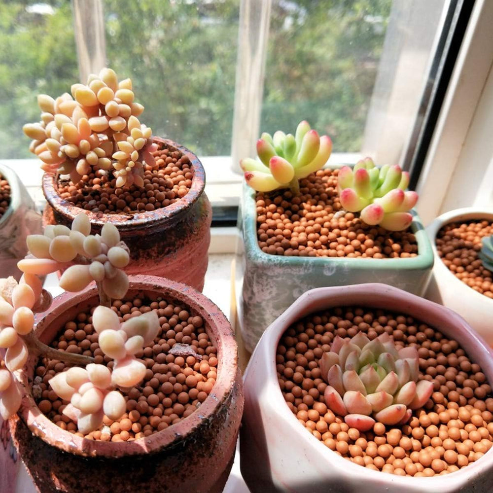TOYPOPOR Clay Pebbles with orchid plant