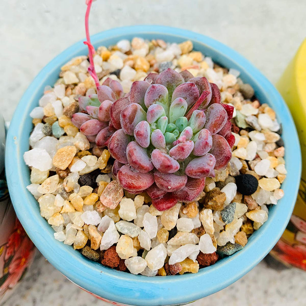 TOYPOPOR Coarse Silica Sand decorative use in crafts