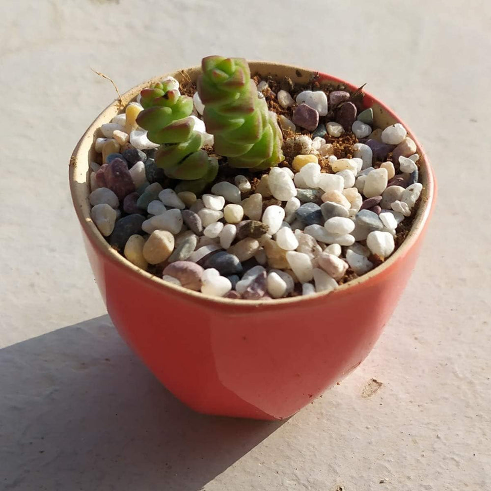 TOYPOPOR gravel pebbles displayed in an aquarium