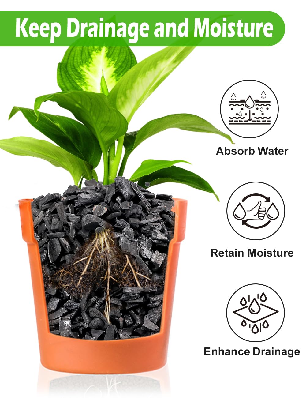 TOYPOPOR Horticultural Charcoal with potted succulent