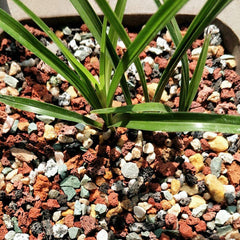 TOYPOPOR Horticultural Lava Pebbles in a garden setting