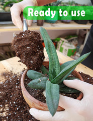 TOYPOPOR Potting Soil in a pot with a planted succulent