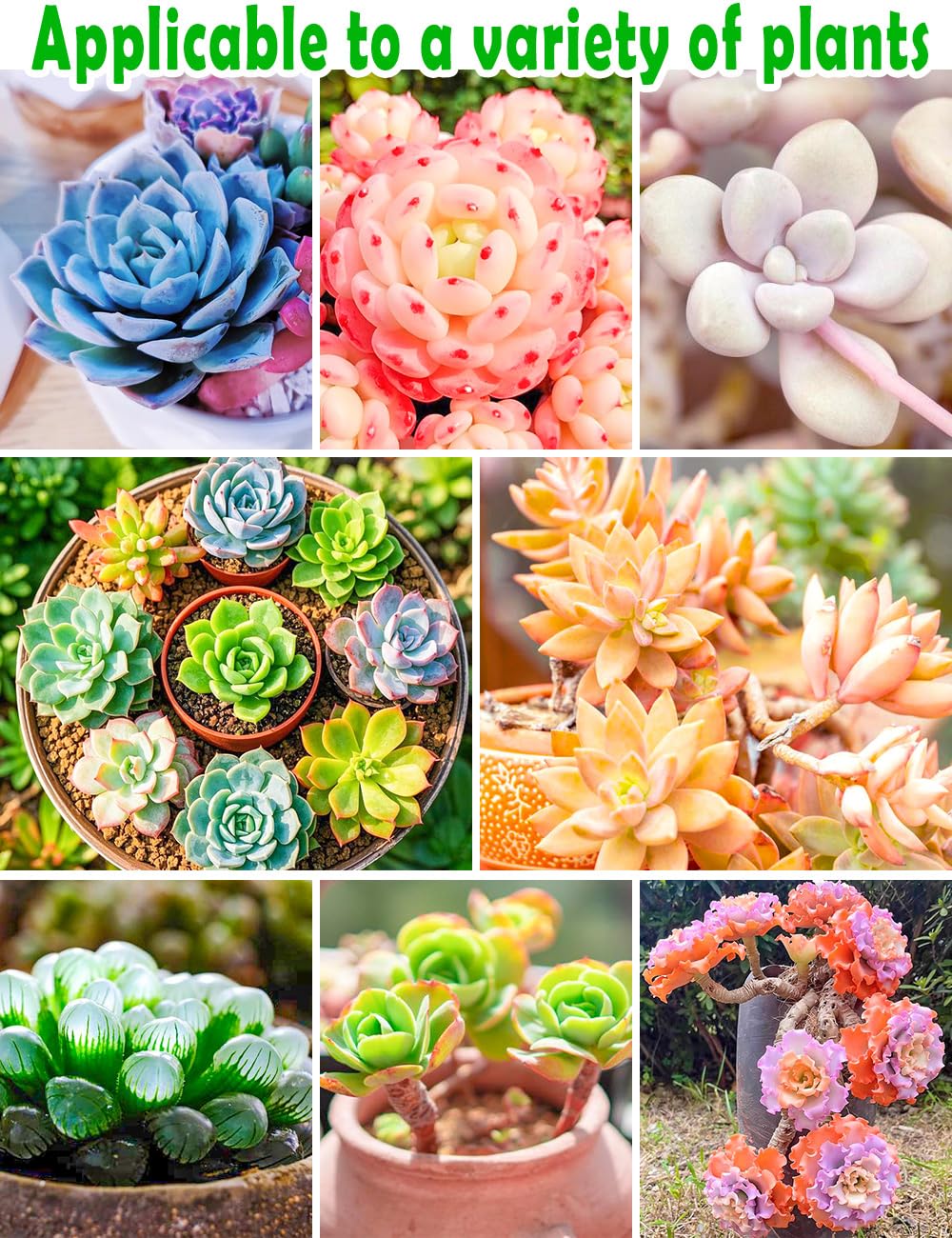 TOYPOPOR Succulent Soil Mix with a succulent plant