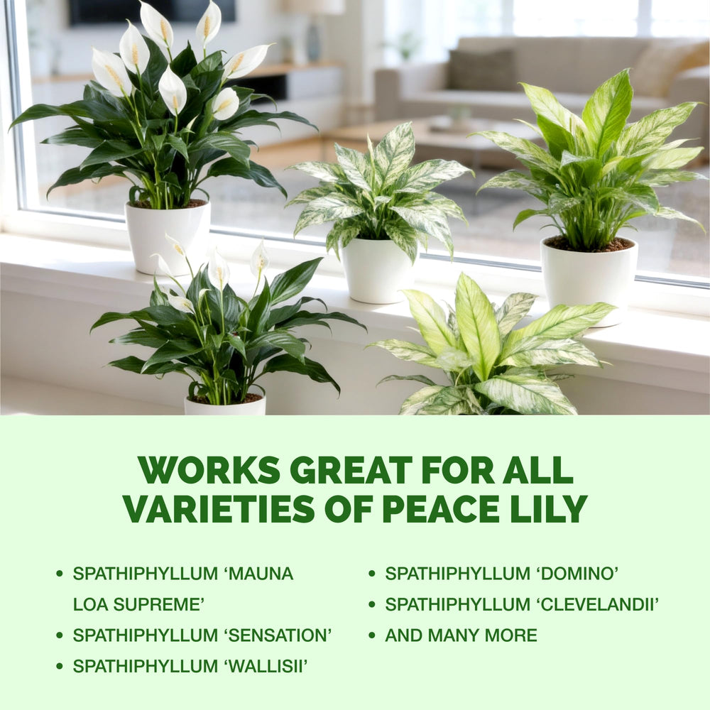 TPS NUTRIENTS Peace Lily Fertilizer 8 oz on a wooden table next to peace lily