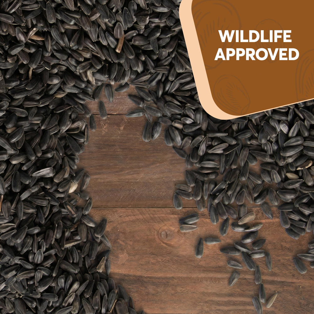 TRAILMARK NATURALS Black Oil Sunflower Seeds being scattered