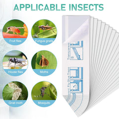 Transparent design of Cleanuper fly trap on glass