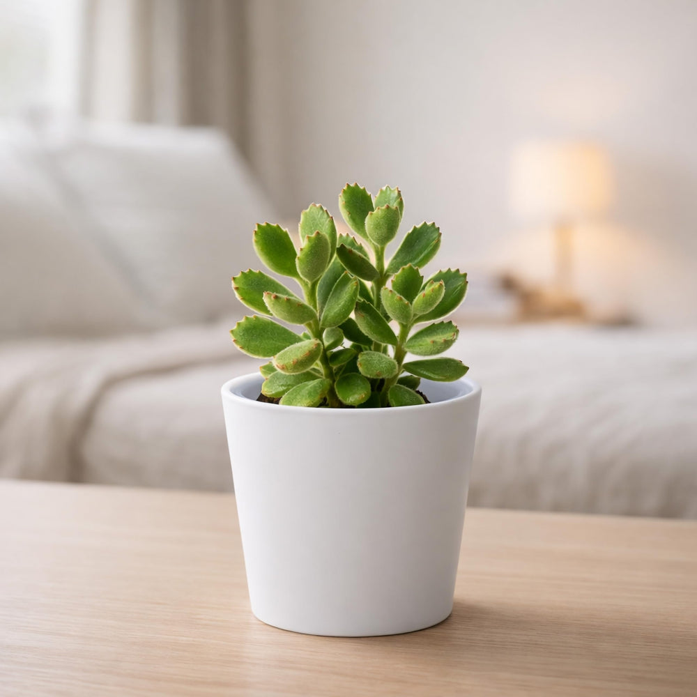 Transparent nursery pot for monitoring root growth
