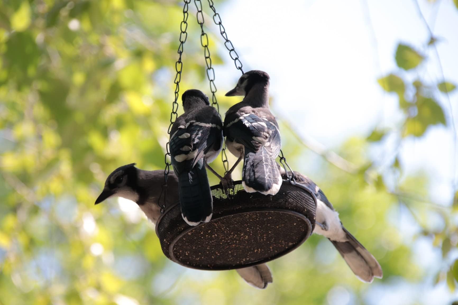 Trieez Hanging Bird Feeder displayed outdoors with birds feeding