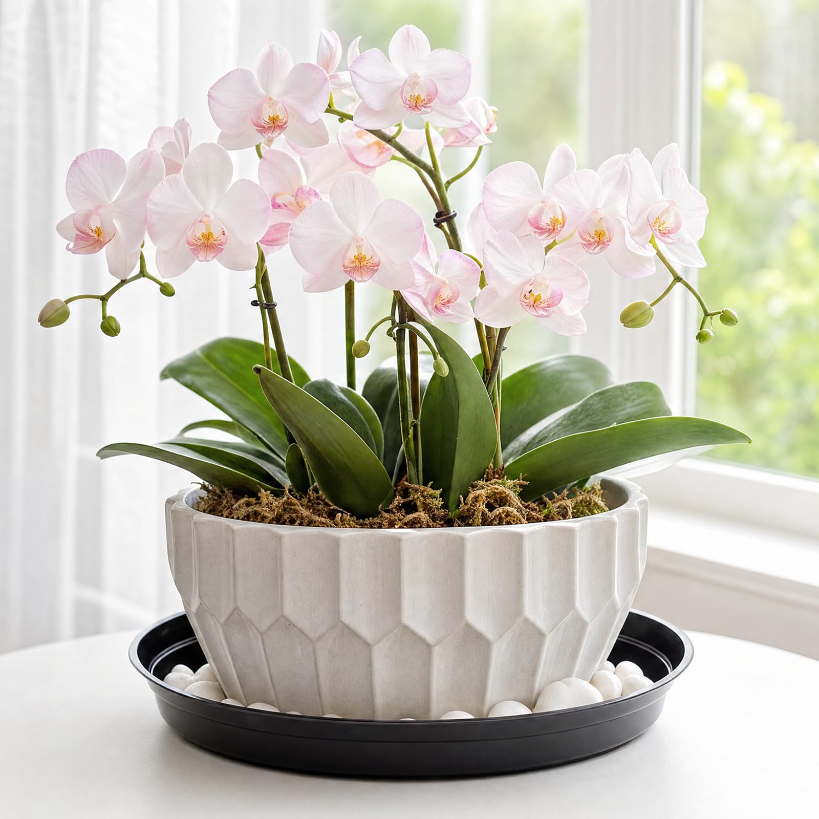 TRUEDAYS 10 Inch black plant saucer with indoor plants