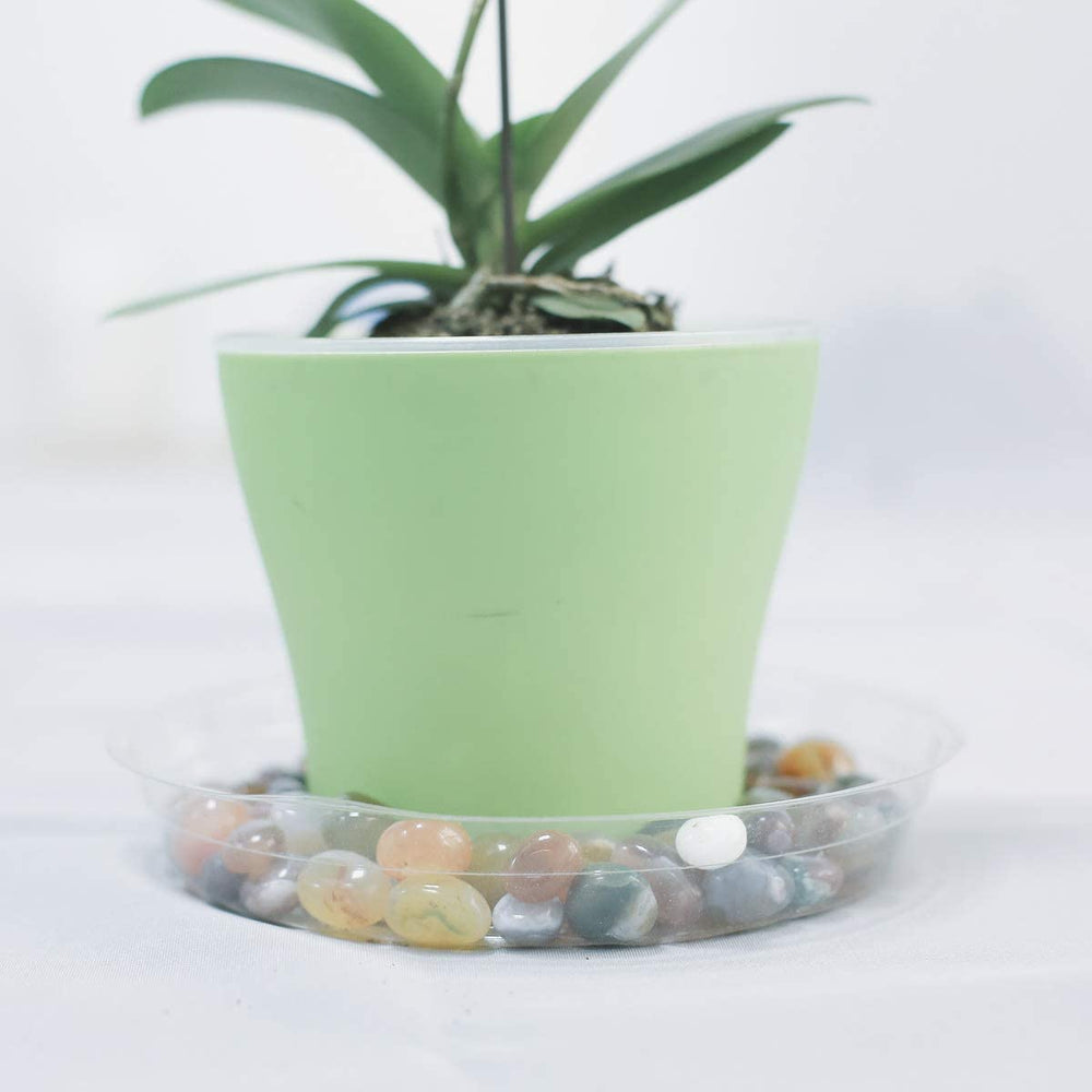 TRUEDAYS clear saucers on carpet under flower pots