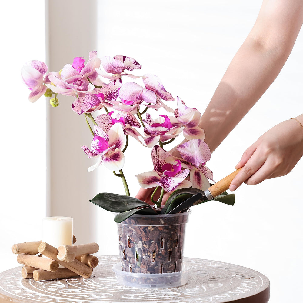 TRUEDAYS Orchid Pot with matching saucer