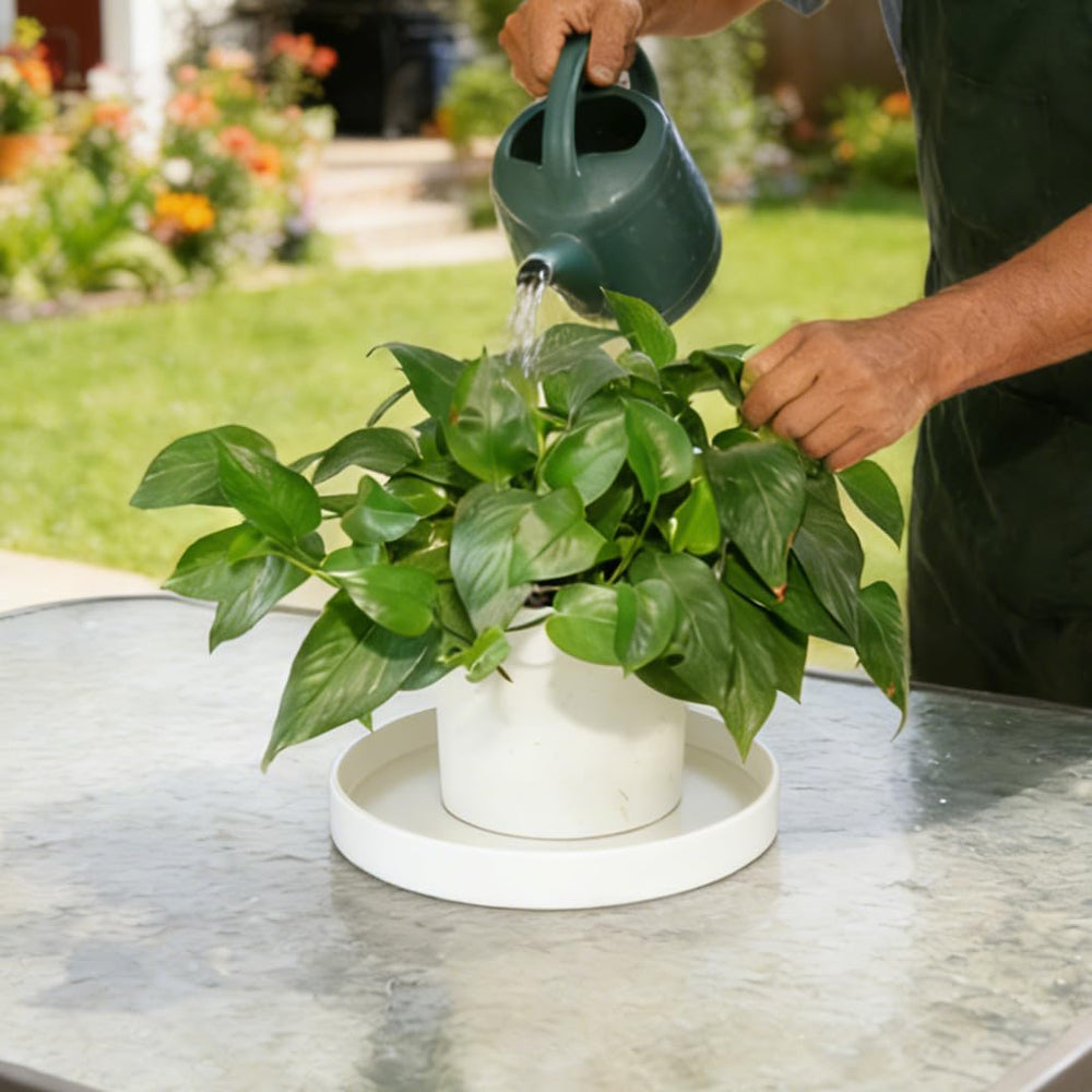 Two Afrine 6 inch plant saucers stacked together