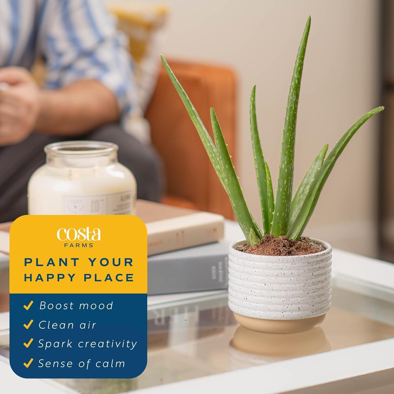 Two Aloe Vera plants in decorative pots, bright room