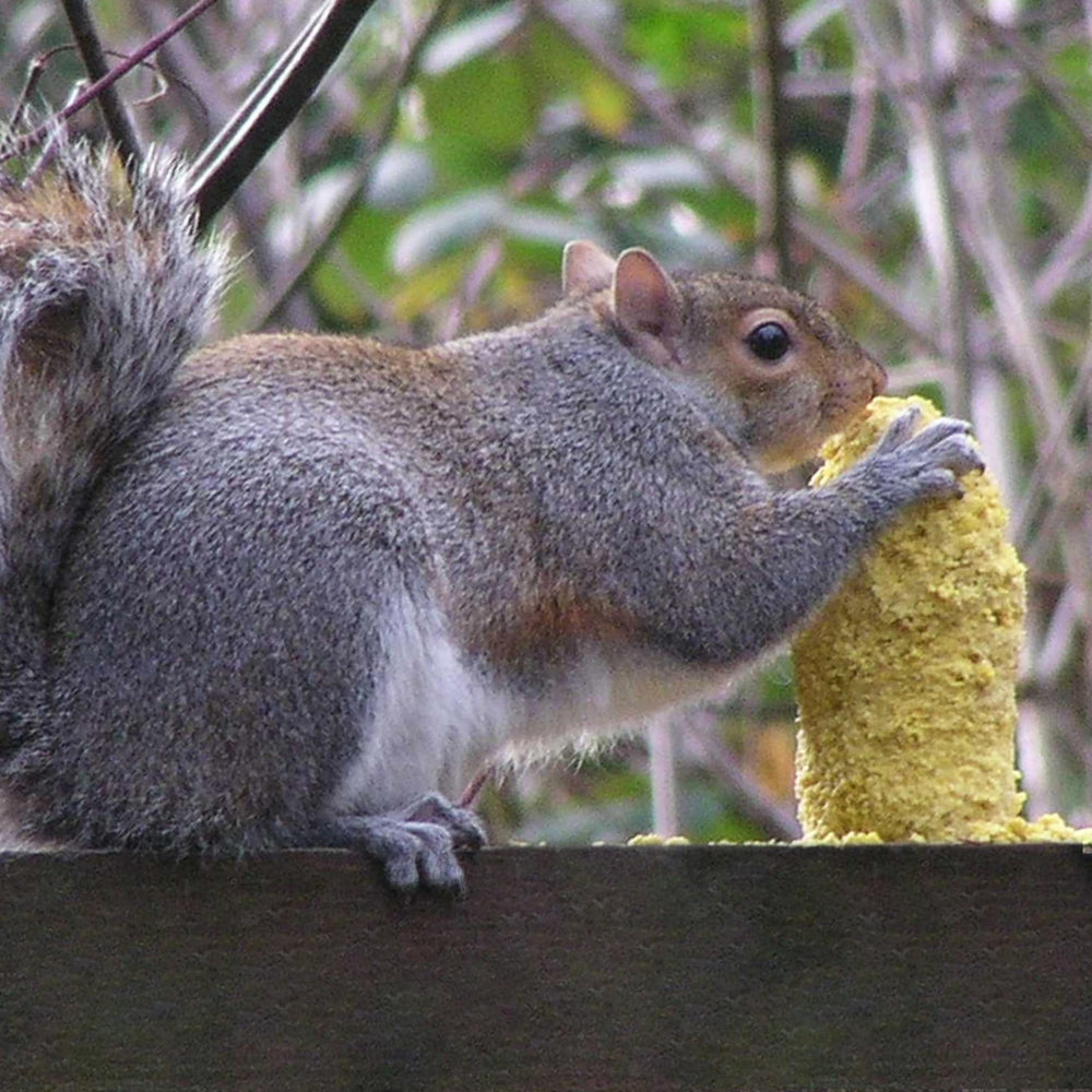 Two C&S Sweet Corn Squirrelogs shown in packaging