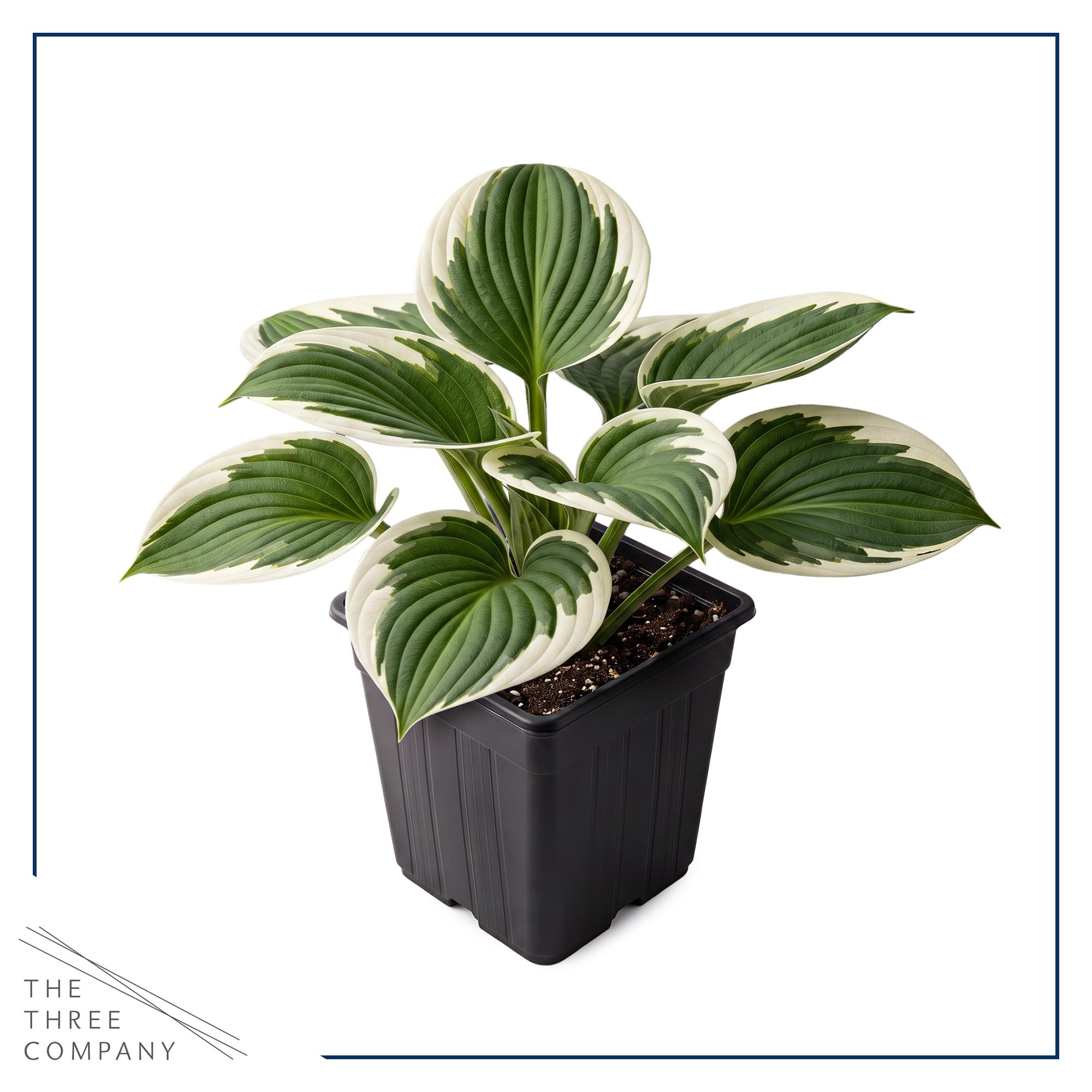 Two Hosta Patriot plants in 1 Qt pots