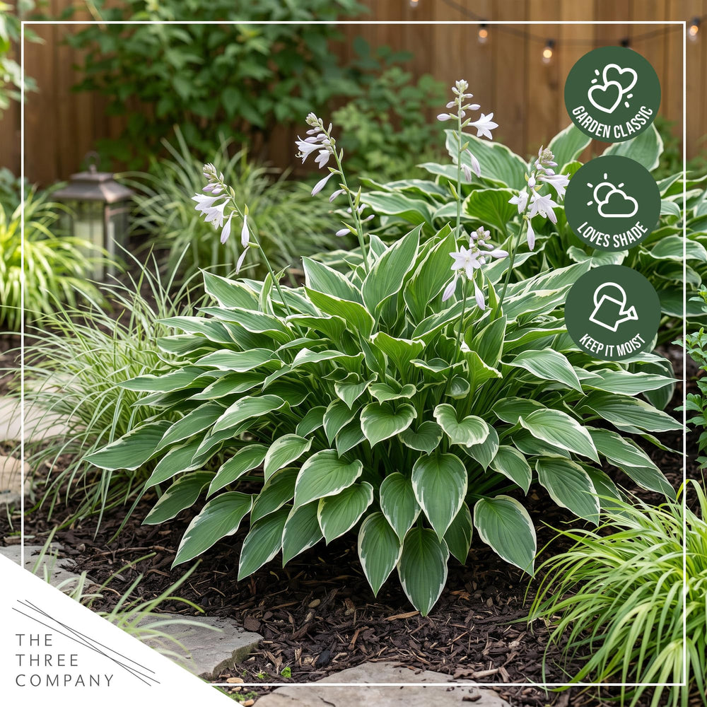 Two Hosta So Sweet plants in a decorative garden setting