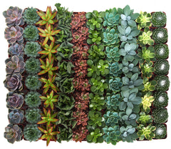 Two-inch succulent plants in square pots from Shop Succulents