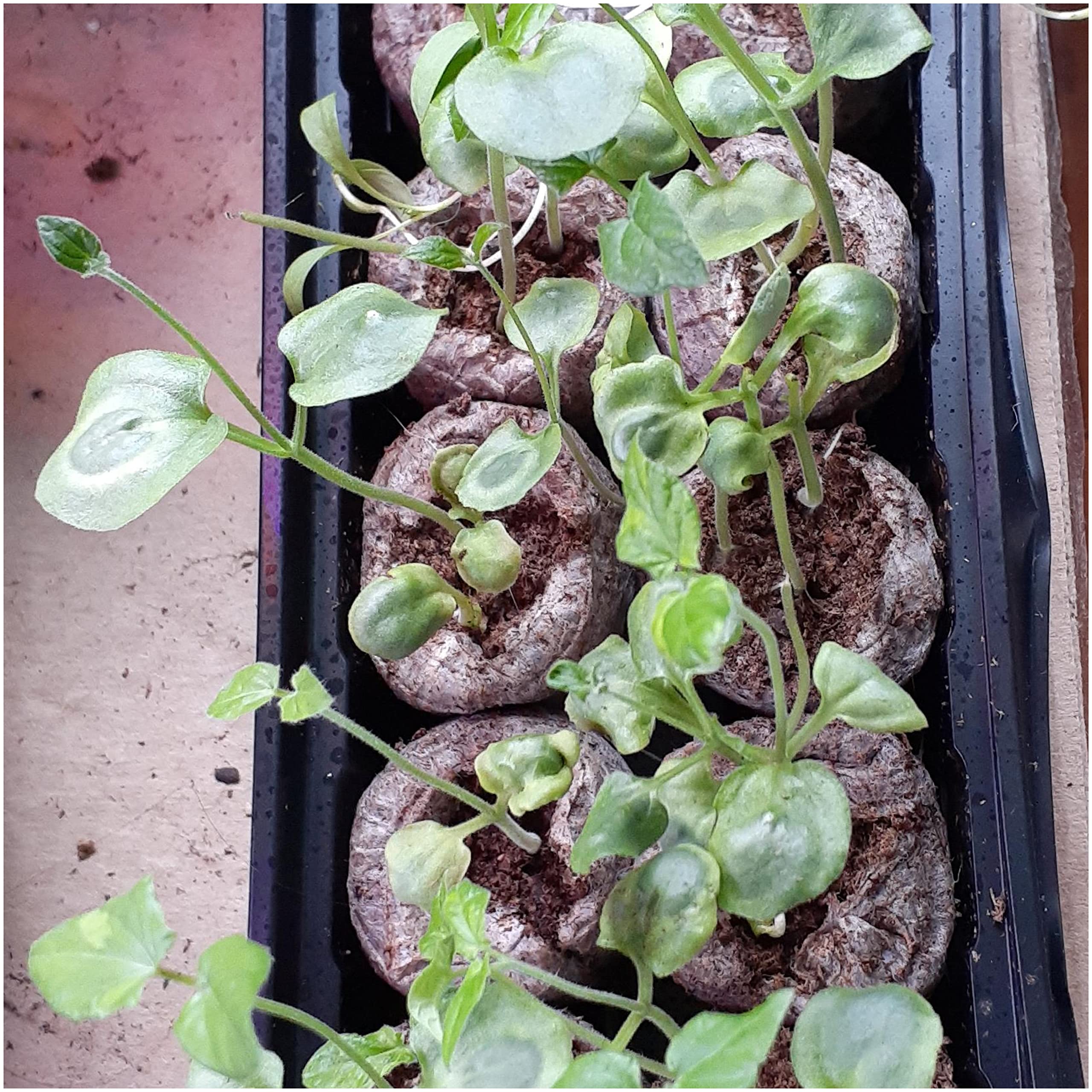 Two packs of Black-Eyed Susan Vine seeds side by side