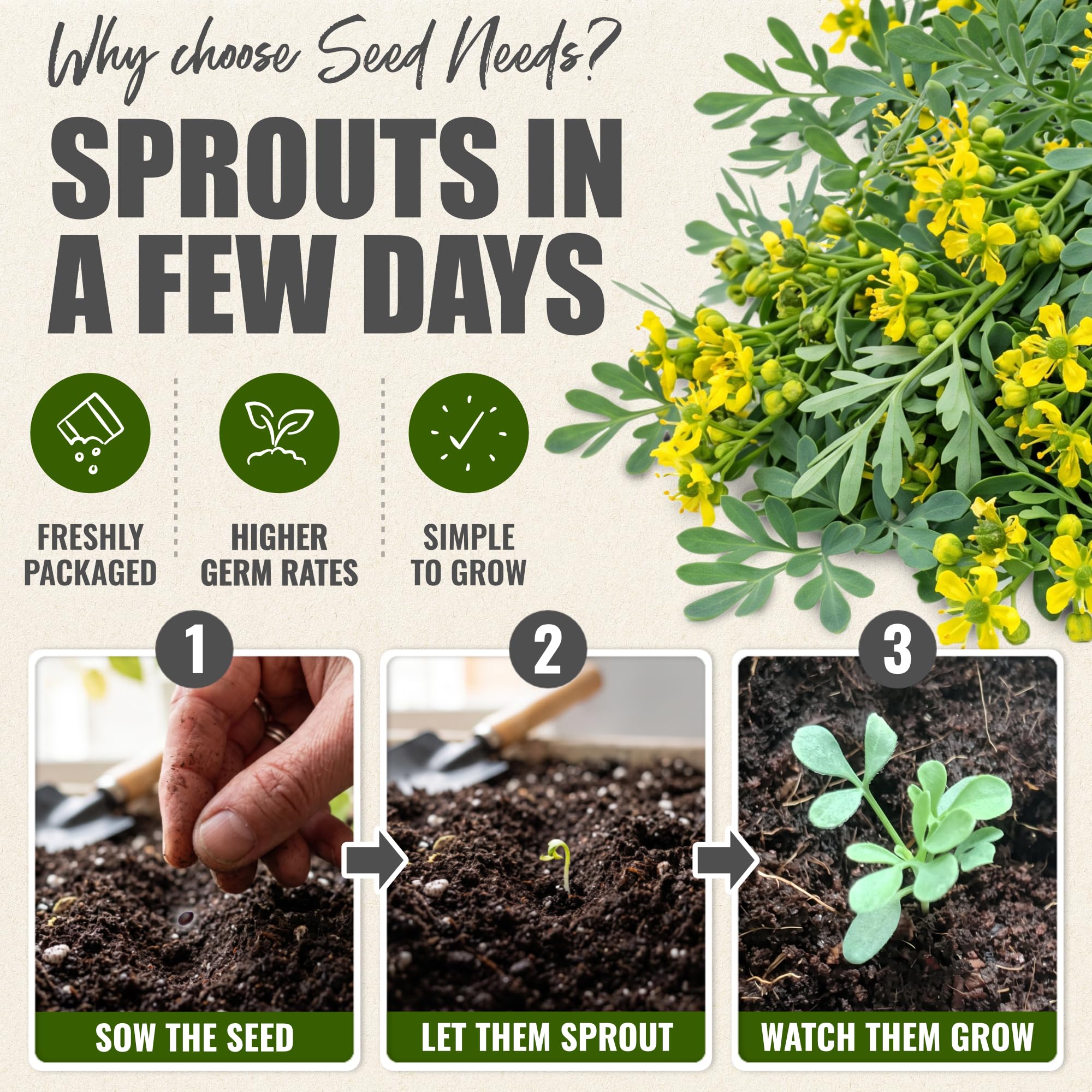 Two packs of Seed Needs Rue Herb Seeds side by side