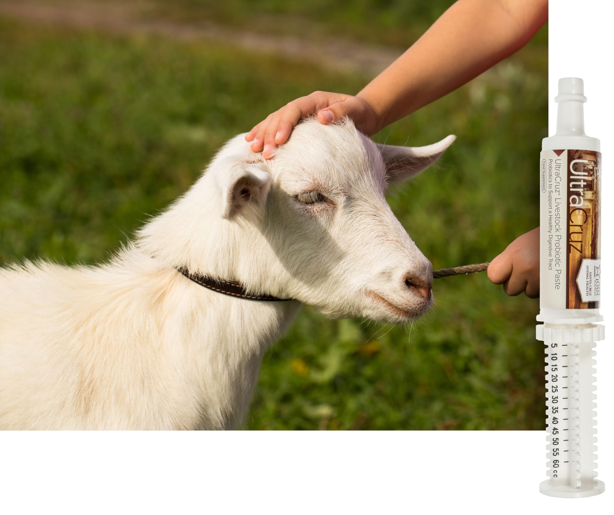 UltraCruz Probiotic Paste showing dosage syringe