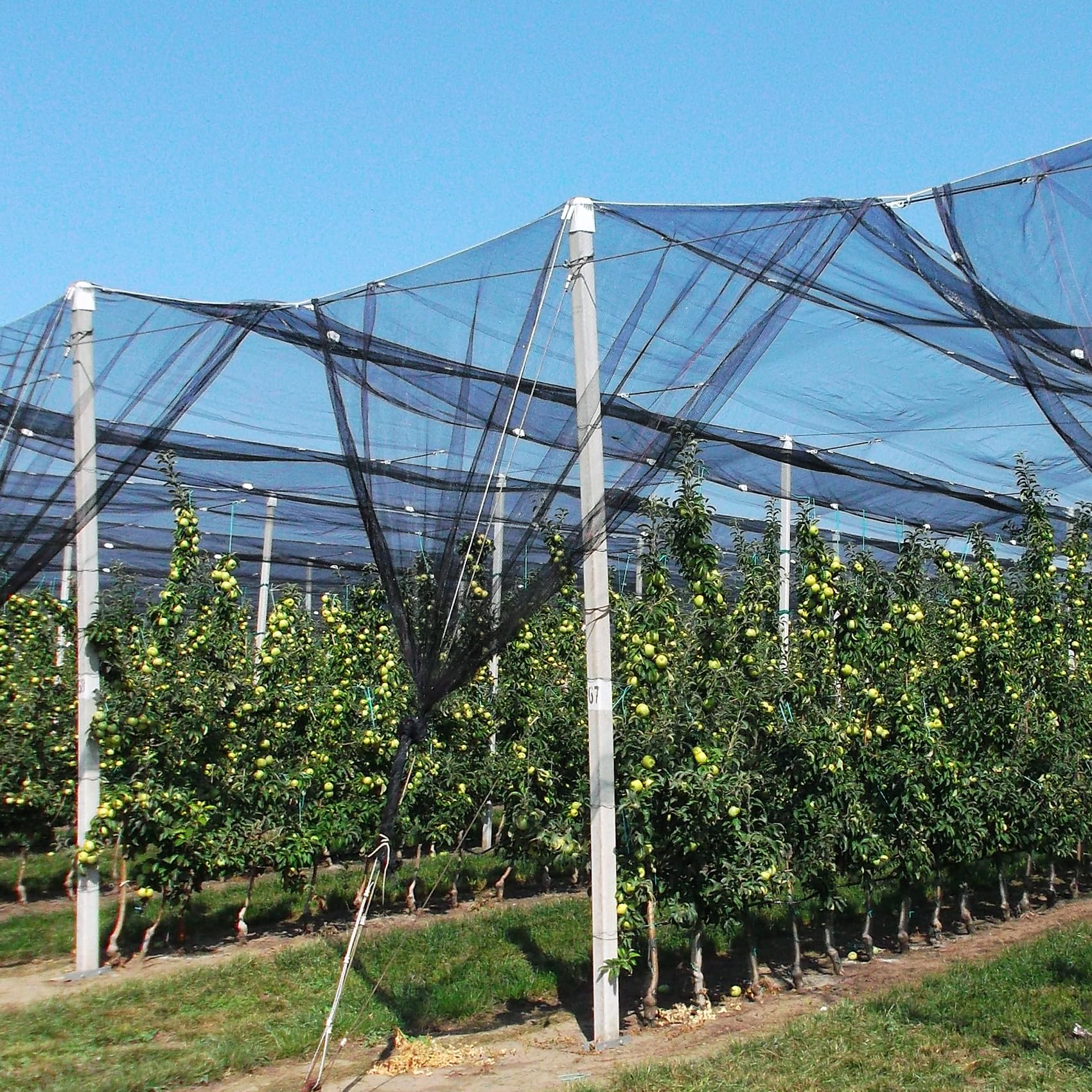 Unves Mosquito Netting draped over garden plants