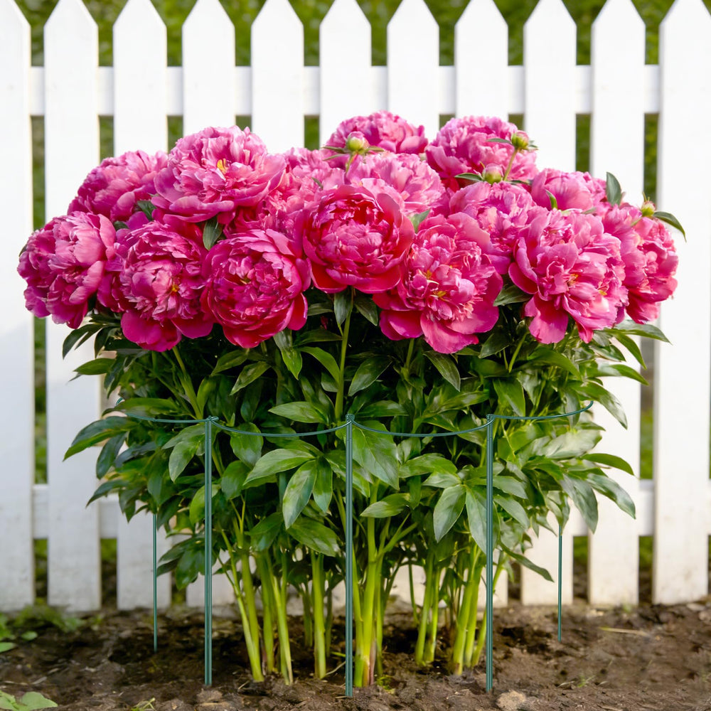 Unves peony cages with plant clips and labels on a garden table