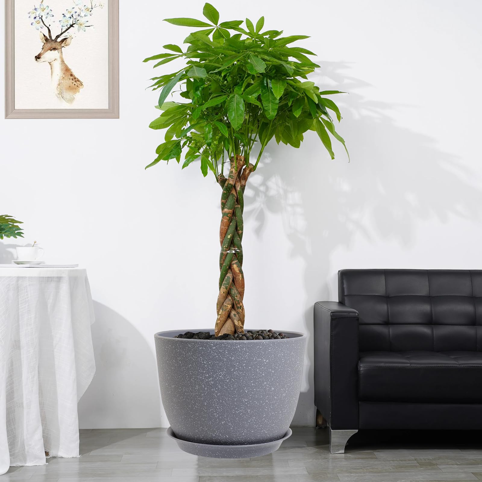 UOUZ 12-inch plant pot with Aloe Vera and Monstera