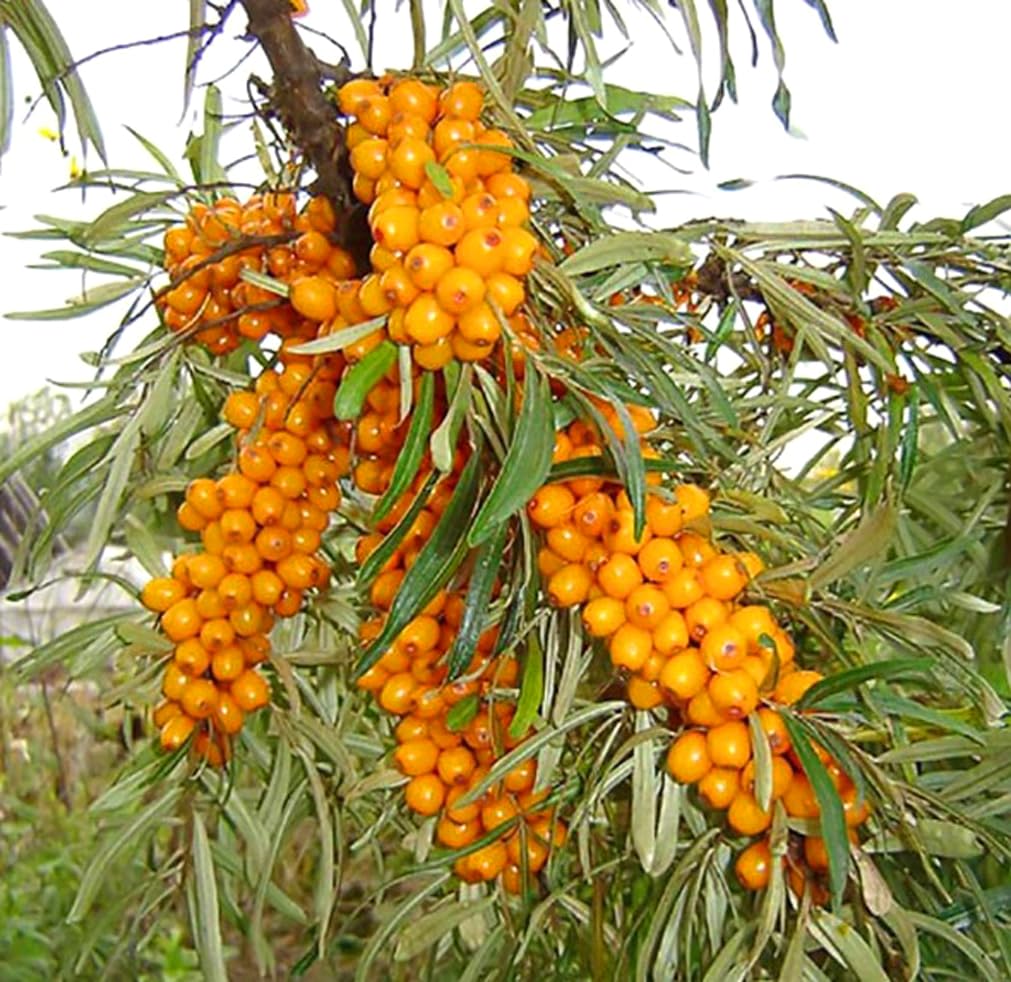 USBRANDSEED Sea Buckthorn Seeds 50PCS packaging front view