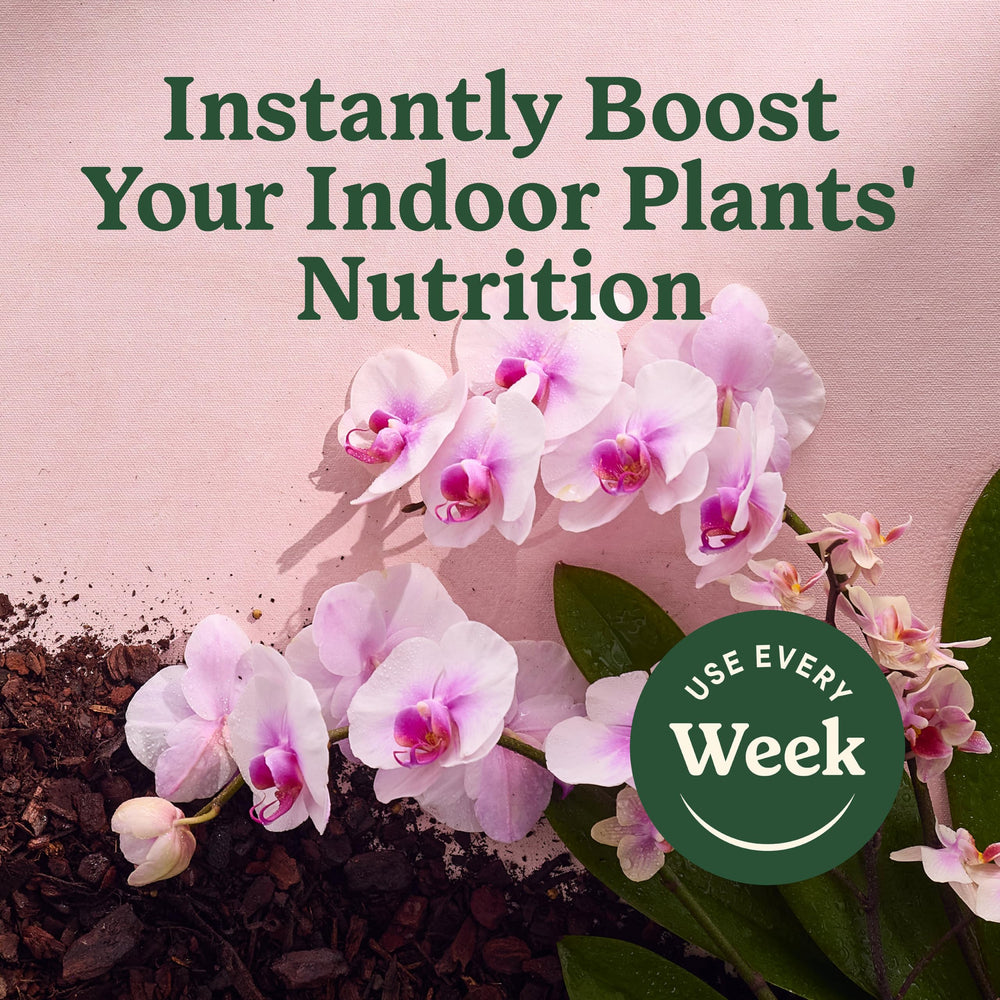 User applying orchid food mist on leaves