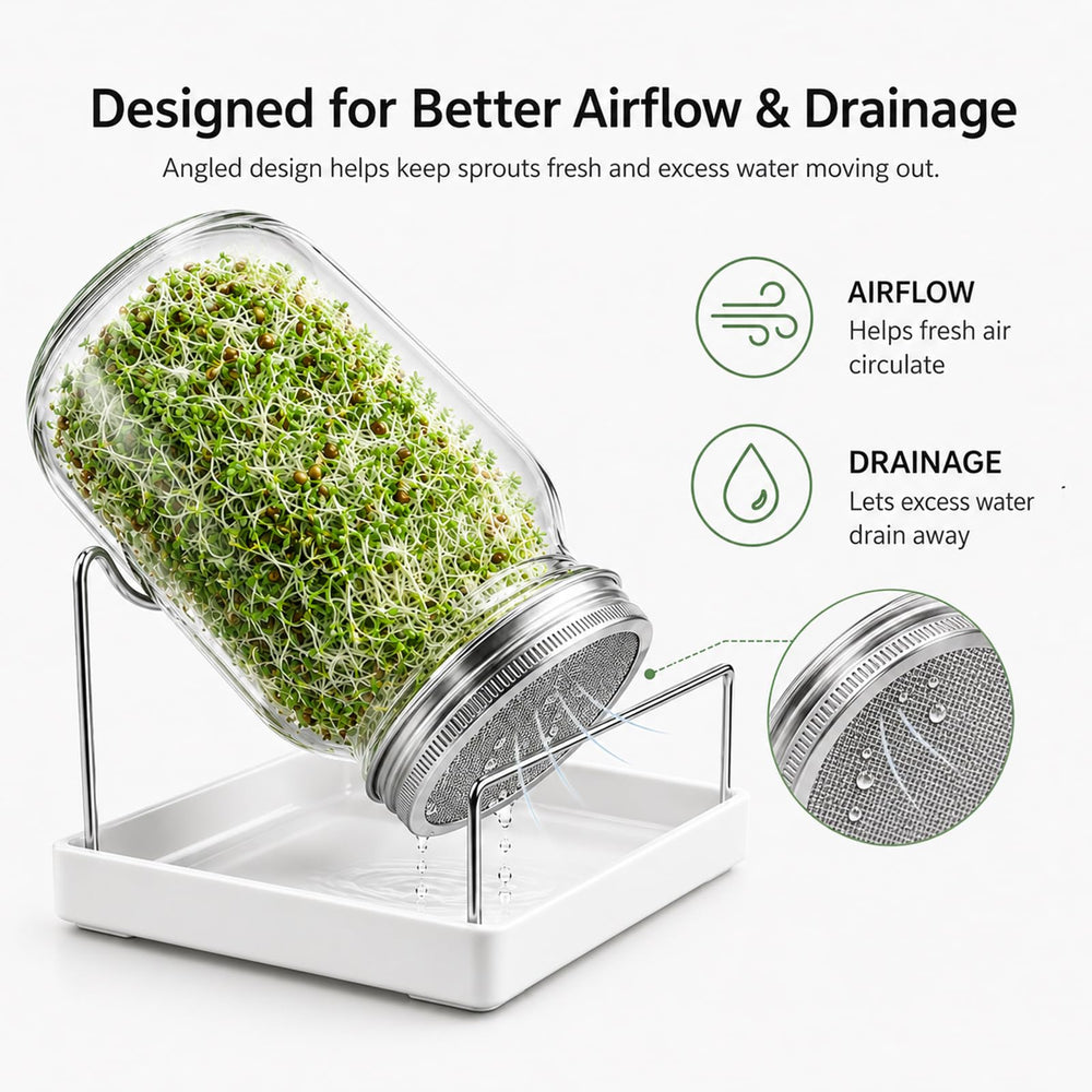 User rinsing sprouts in SBMKK sprouting jar