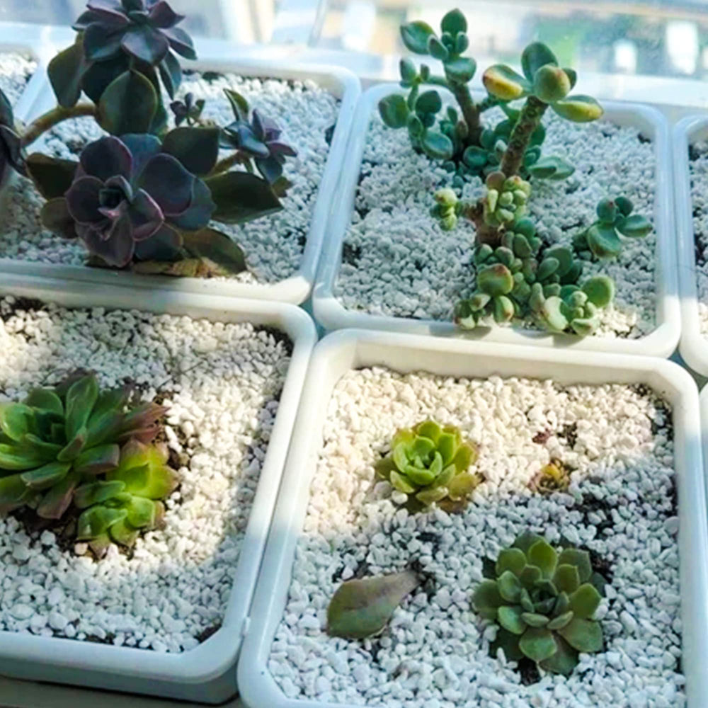 Using CJGQ Perlite for seed germination