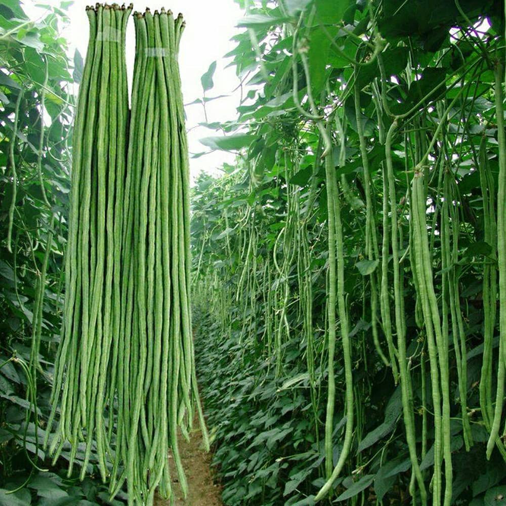 VAACNEE yard long bean seeds pack front view
