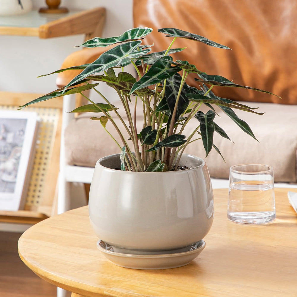 vancasso ceramic plant pots in a modern indoor setting