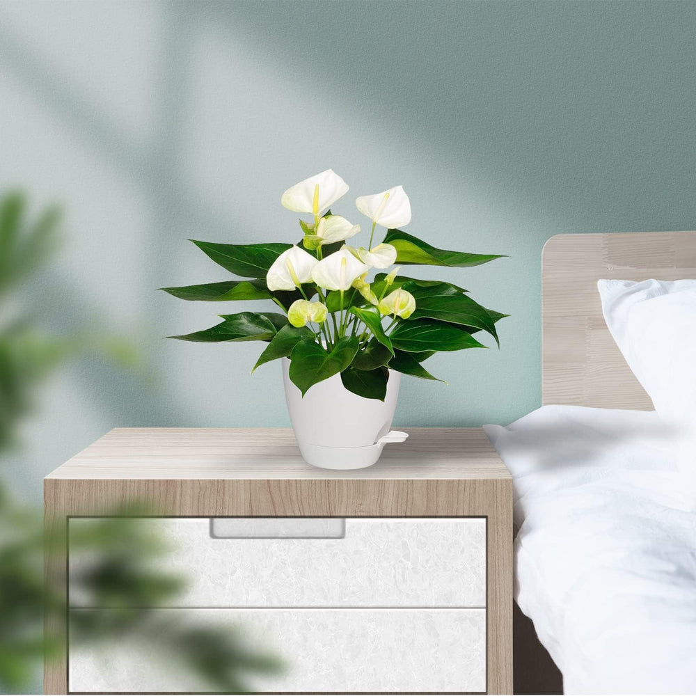 Vanslogreen self watering planter with saucer included