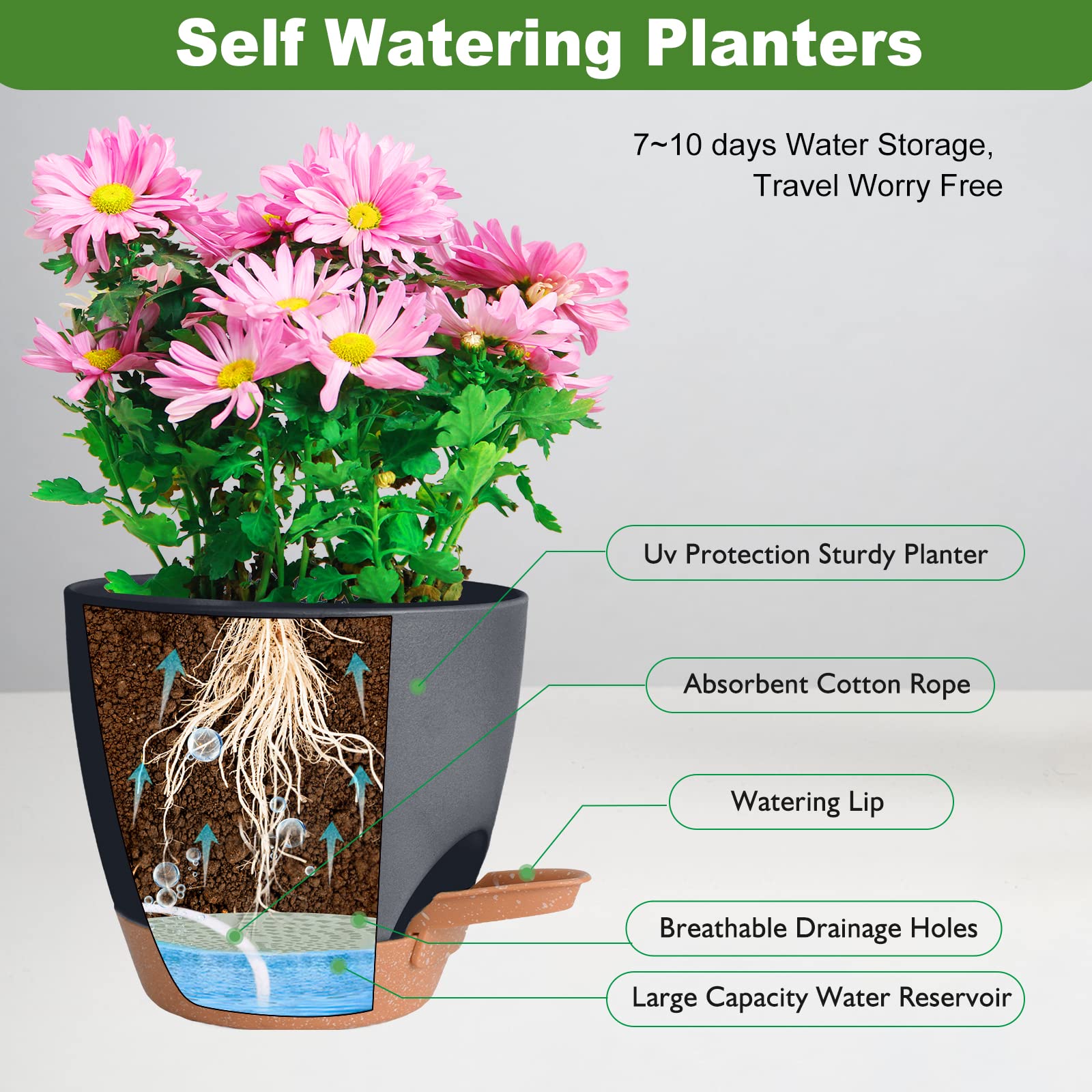 Vanslogreen Self Watering Pot 6 inch with plant