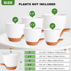 Vanslogreen self watering pot with a succulent inside