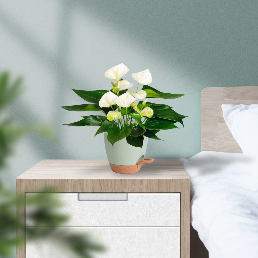 Vanslogreen self watering pot with a succulent plant