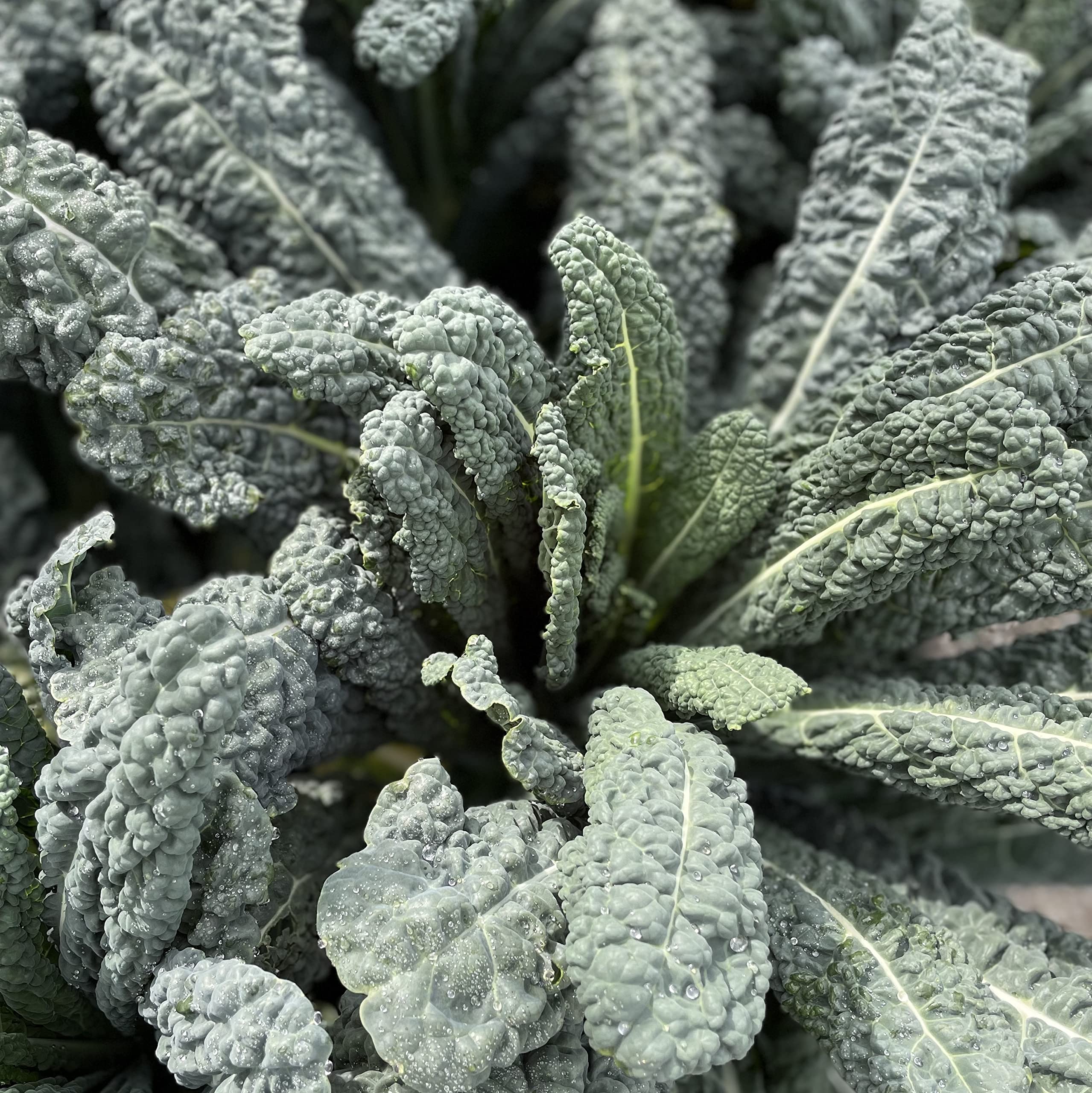 Varieties of leafy greens included in Sereniseed collection
