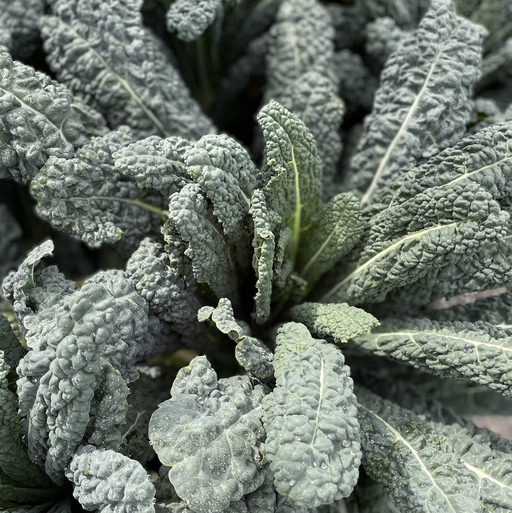 Varieties of leafy greens included in Sereniseed collection