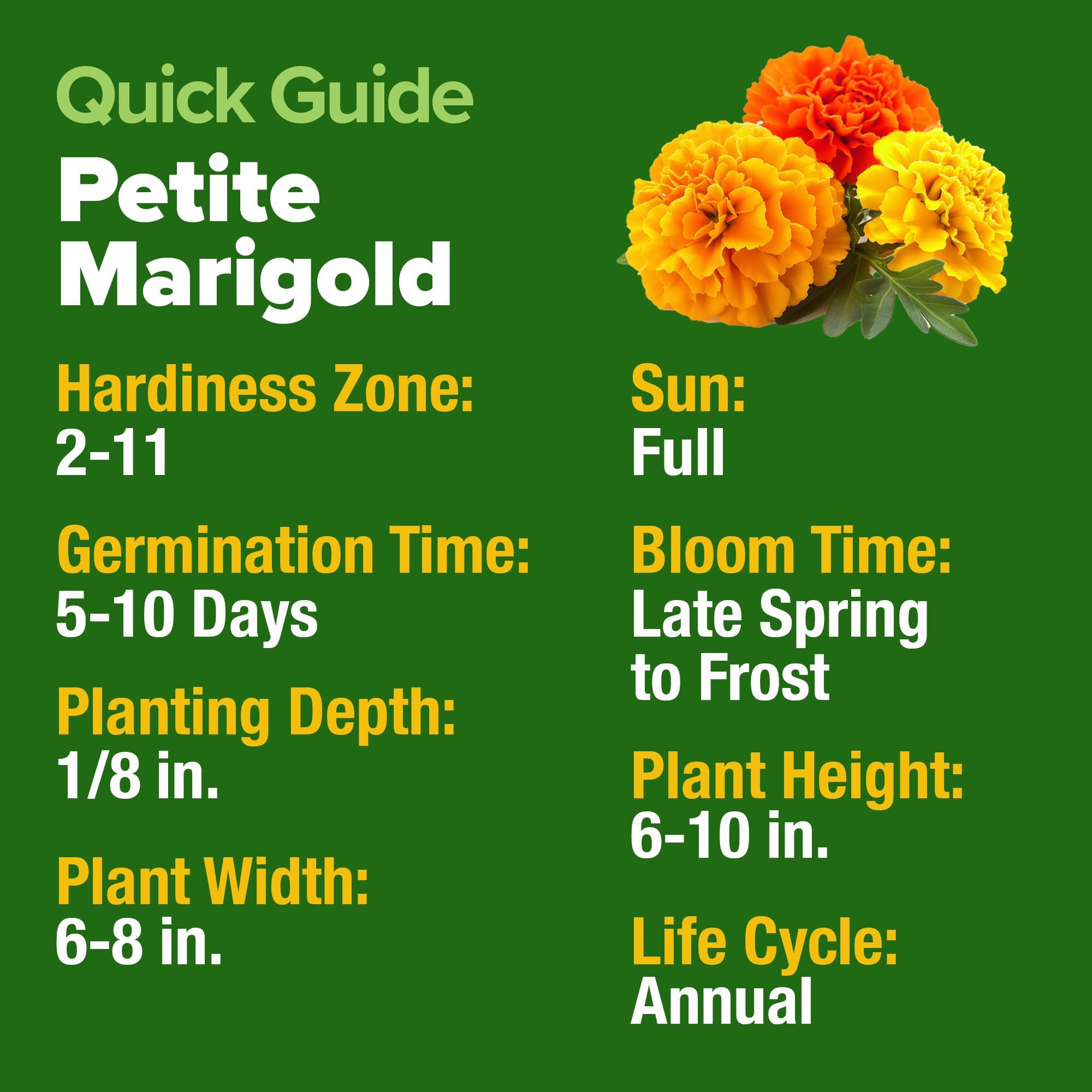 Variety of blooms from HOME GROWN Petite French Marigold Seeds