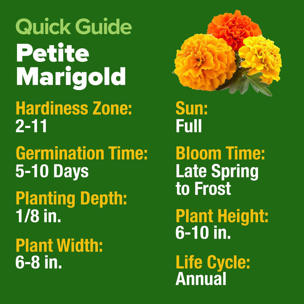Variety of blooms from HOME GROWN Petite French Marigold Seeds