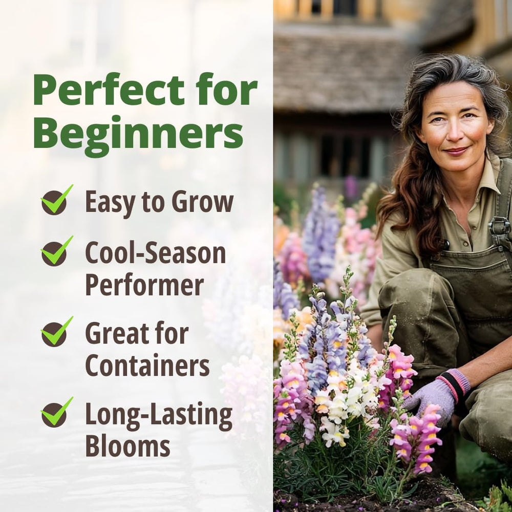 Variety of colours in Fairy Snapdragon flowers