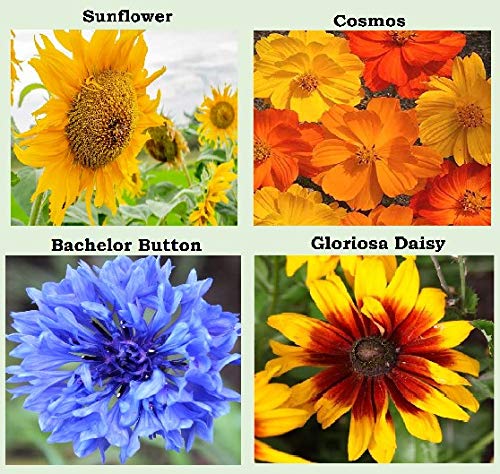 Variety of flower seeds including Zinnia and Snapdragon